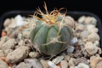 Echinocactus horizonthalonius PD 59